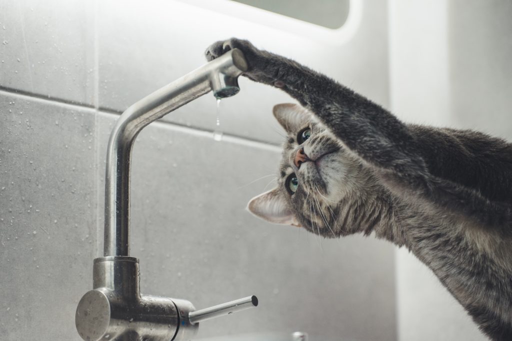 chat boire eau robinet