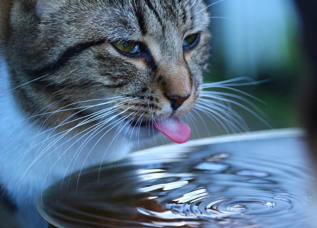 chat boit eau