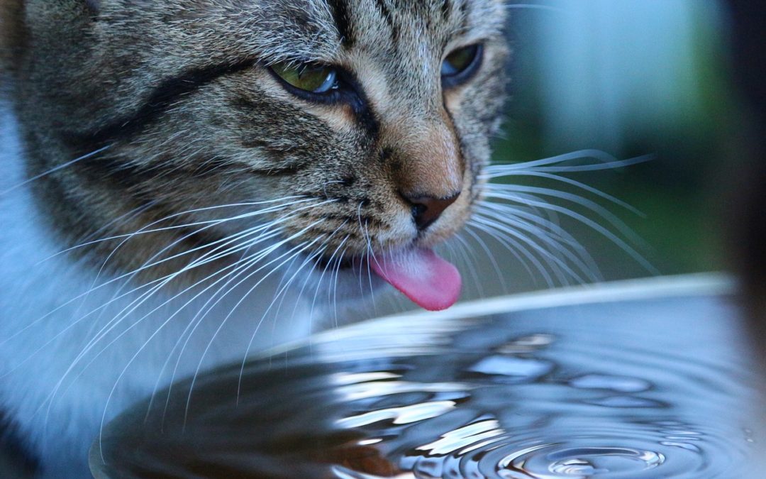 Quelle eau donner aux animaux ?