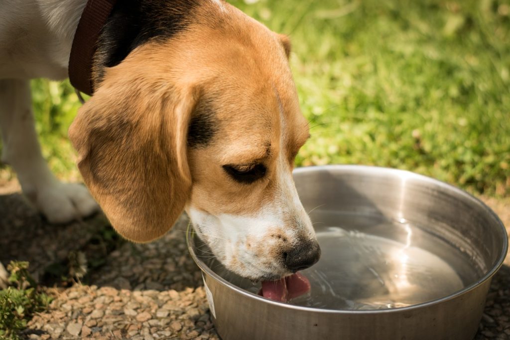 chien boit de l'eau